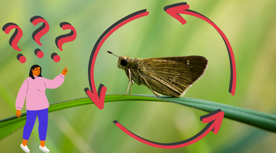 Exploring the Different Stages of a Moth's Lifecycle