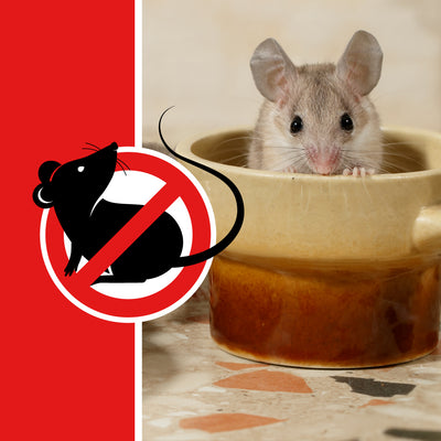 3 R's of Controlling Rats, Mice and Other Rodents