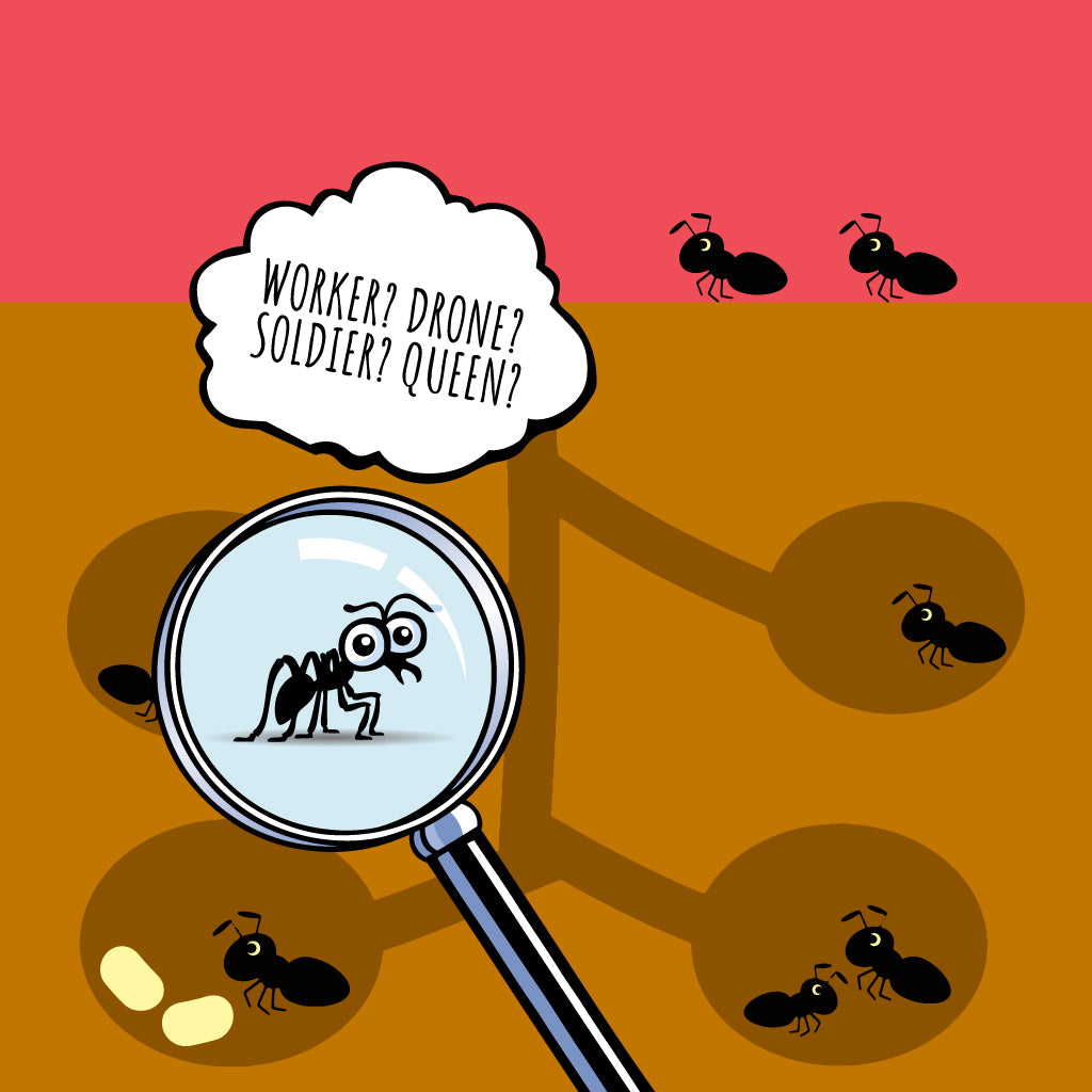 Ant Ranks How to Identify the Roles of Ants in their Colonies – Pest Supply Canada