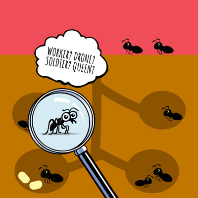 How to Identify the Roles of Ants in their Colonies
