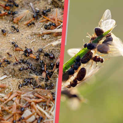 Foraging and Flying Ant Inspection Guide