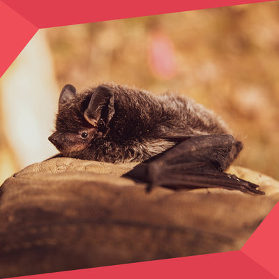 Bats’ Natural Habitat