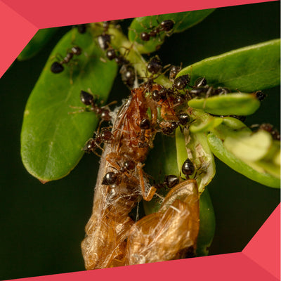 How to Achieve Safe and Effective Outdoor Ant Control