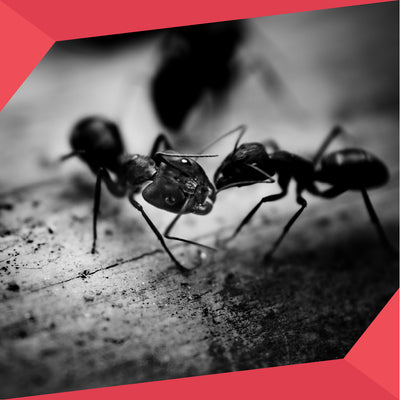 Best Indoor Ant Control Steps to Manage Infestations