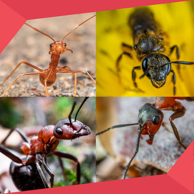 Different Types of Ants in Canada