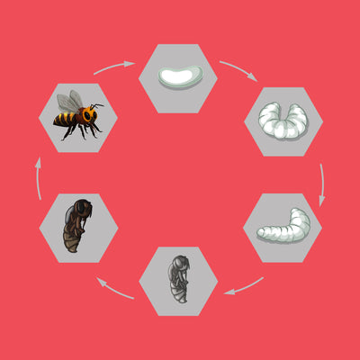 Bees Life Cycle Stages