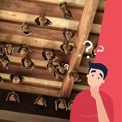 How Do You Get Rid of Bats in Your Home