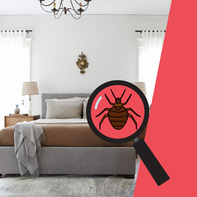 How to Look for Bed Bugs in Your Home