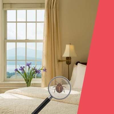 How to Visually Inspect for Bed Bugs