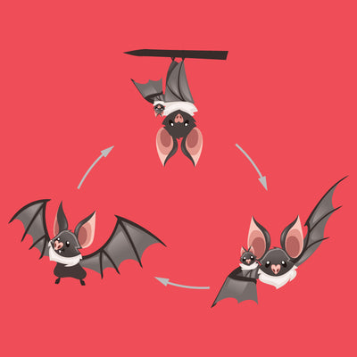 What is the Life Cycle of a Bat?