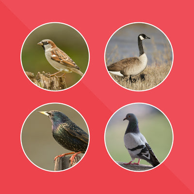 Common Pest Birds in Canada