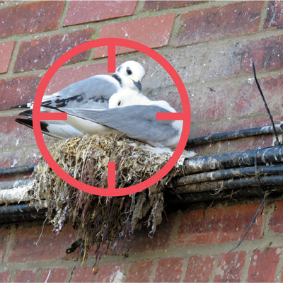 Tips for Preventing Pest Birds in Your Home or Business