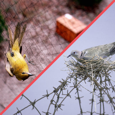 Safe and Effective Bird Control Solutions