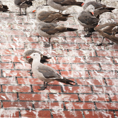 Signs of a Bird Infestation in Your Home or Business