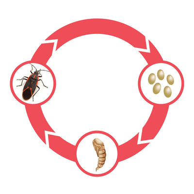 Box Elder Beetle Life Cycle