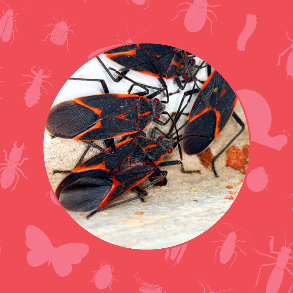 Box Elder Beetle Identification Pest Supply Canada Box elder beetle identification pest supply canada