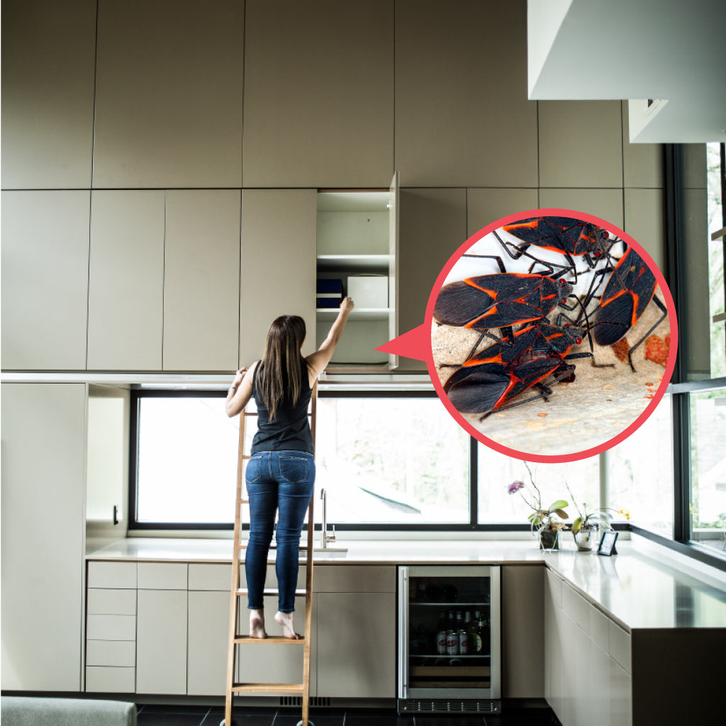 Box Elder Beetle Inspection Pest Supply Canada Box elder beetle inspection pest supply canada