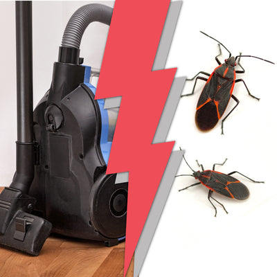 Box Elder Beetles - How to Get Rid of These Bugs Effectively