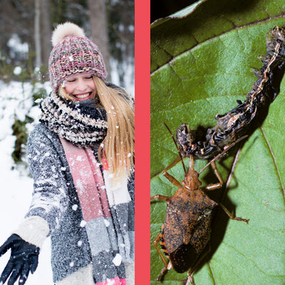 What are Overwintering Pests that Can Invade Your Home?