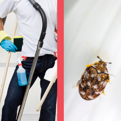 Carpet Beetle Pest Control Methods You Should Try