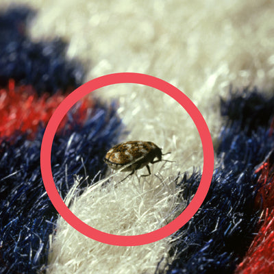 Signs of Carpet Beetle Infestation