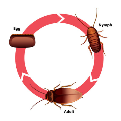 Cockroach Life Cycle Stages