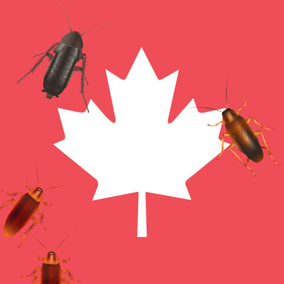 Different Types of Cockroaches in Canada