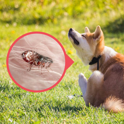 How to Get Rid of Fleas Outdoors