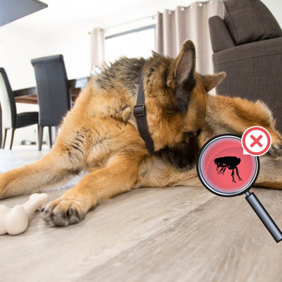 How to Prevent Fleas in Your House