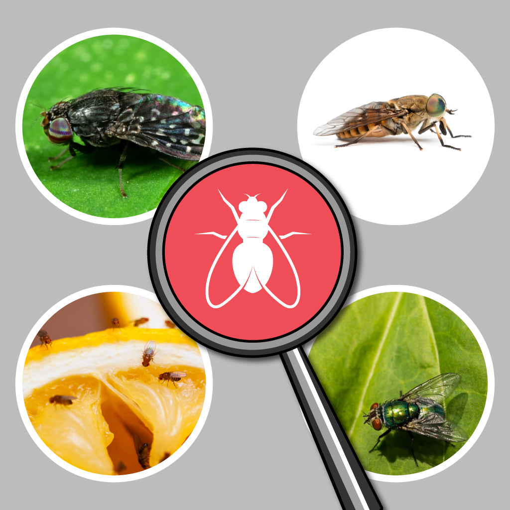 Flies Identification: Identifying Various Types of Flies – Pest Supply ...