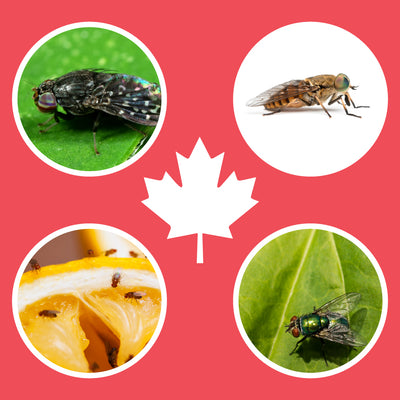 Types of Flies in Canada