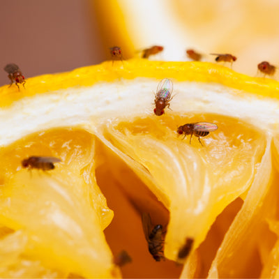 Where Do Fruit Flies Come From In the House