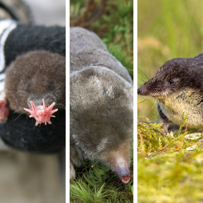 Mole Species in Canada