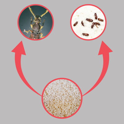Life Cycles of Different Pantry Pests