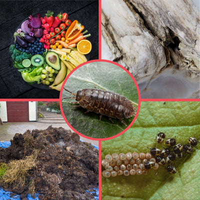 Food Sources of Pill Bugs