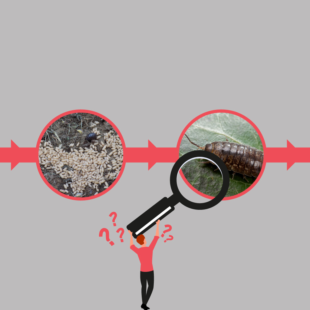 Pill Bug Life Cycle – Pest Supply Canada