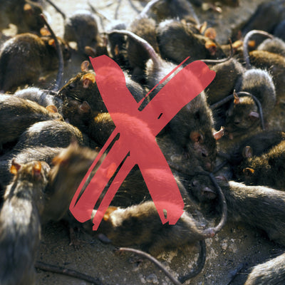 How to Prevent Rodent Infestation