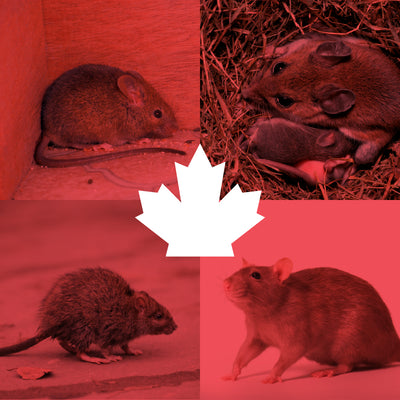 Types of Rodents in Canada