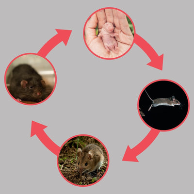 Life Cycle of Rodents