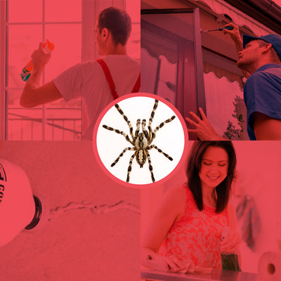 How to Prevent Spider Infestation