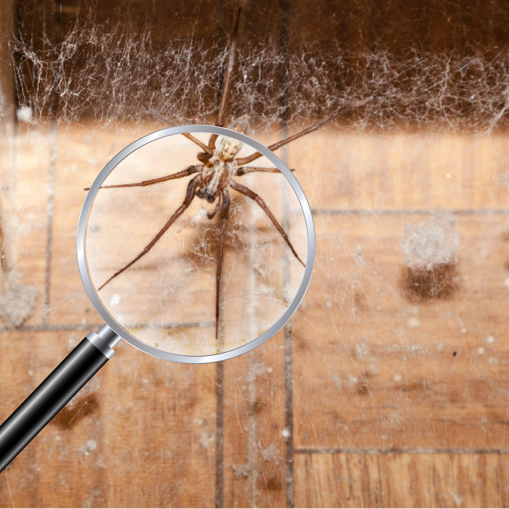 Infested Spider Inspecting a Spider Infestation – Pest Supply Canada