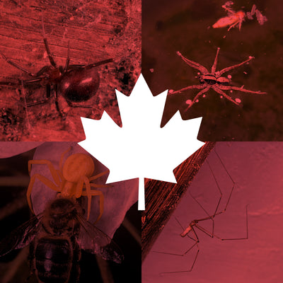 Types of Spiders in Canada