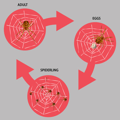 What Is The Life Cycle of a Spider?