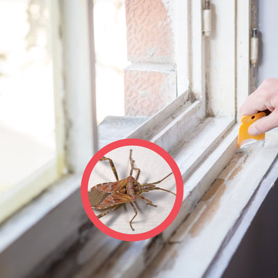 Controlling a Western Conifer Seed Bug Infestation