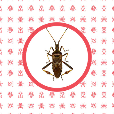 How to Identify Western Conifer Seed Bug