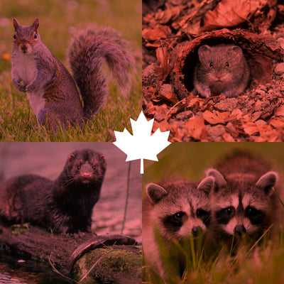 Common Wildlife Pests in Canada