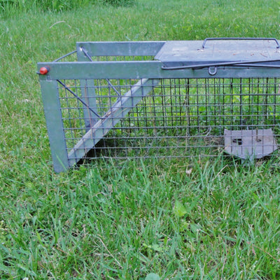 Wildlife Removal Solutions