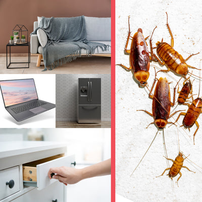 Where to Find Cockroaches in your Home