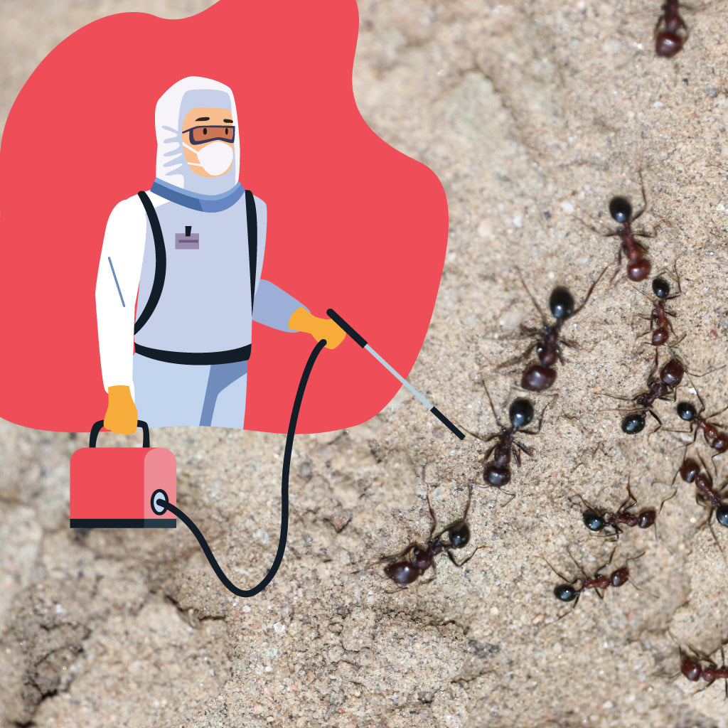 Ants Extermination Methods: How are Ant Infestations Dealt with Proper ...