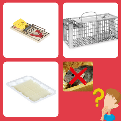 Best Way to Trap a Rat